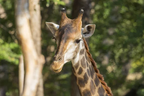 Imagen de una cabeza de jirafa sobre fondo natural . —  Fotos de Stock