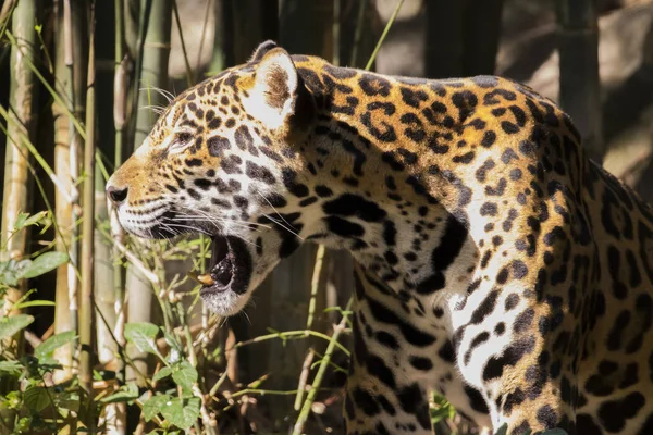 Imagem de uma onça-pintada no fundo da natureza . — Fotografia de Stock