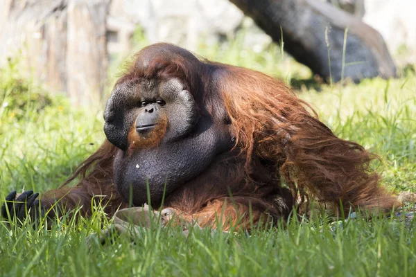 Bilden av en stor manlig orangutang orange apa på gräset. — Stockfoto