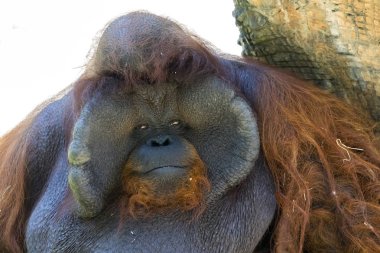 Büyük erkek orangutan turuncu maymun görüntüsü. Vahşi hayvanlar.