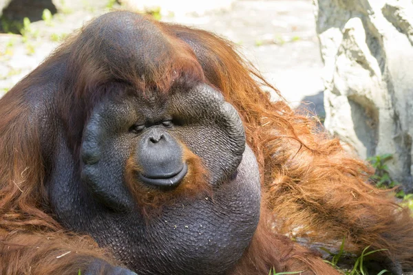 Изображение большой орангутанговой оранжевой обезьяны на натуральной спине — стоковое фото