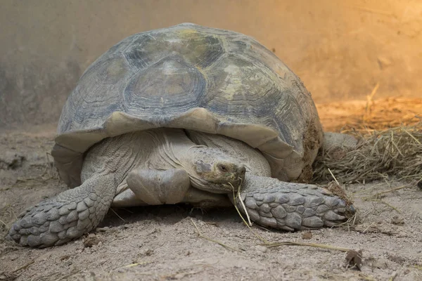 Bild einer Schildkröte auf dem Boden. (Geochelon sulcata) — Stockfoto
