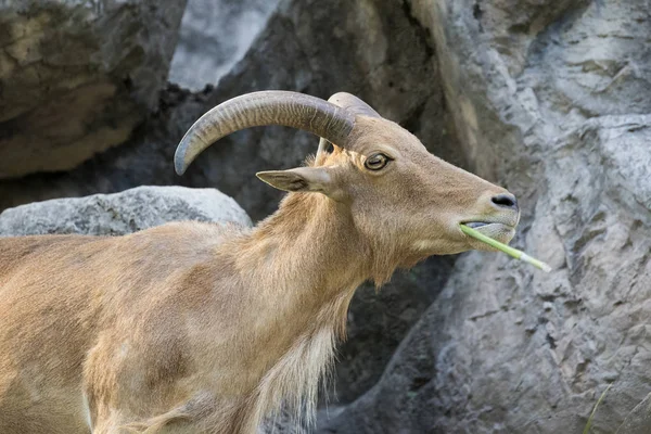 Imagen de una cabra montés parada sobre una roca y comiendo hierba . —  Fotos de Stock