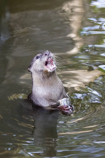 Imagen de una nutria alimentándose del agua. Animales salvajes . — Foto de Stock