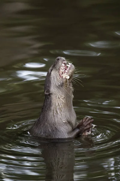 Afbeelding van een otters voeding op het water. Wilde dieren. — Stockfoto