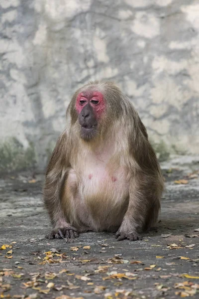 Imagen de un mono sobre fondo natural. Animales salvajes. (Stump-tai —  Fotos de Stock