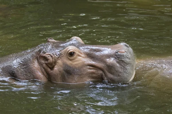 Bilden av en flodhäst på vattnet. — Stockfoto