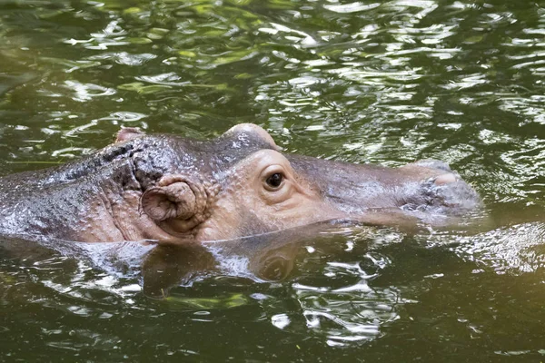 Obrázek z hrocha na vodě. Divoká zvířata. — Stock fotografie