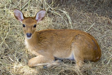 Görüntü bir geyik dinlenmek doğa arka plan üzerinde. vahşi hayvanlar.