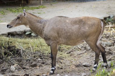 Bir nilgai ya da mavi boğa doğa arka plan üzerinde görüntü. Vahşi hayvan