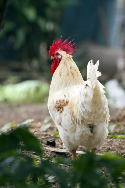 Imagen de un pollo sobre fondo natural. Animales de granja . —  Fotos de Stock