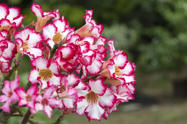 निसर्ग पार्श्वभूमीवर एक सुंदर तयार करण्यासाठी गुलाबी अझलिया फुले . — स्टॉक फोटो, इमेज
