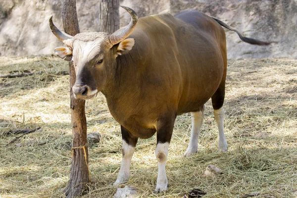 Imagen de un macho toro rojo sobre fondo natural. animales salvajes . — Foto de Stock