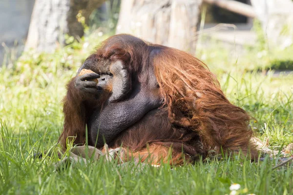Obrázek velký samec orangutana oranžová Monkey na trávě. Divoká A — Stock fotografie