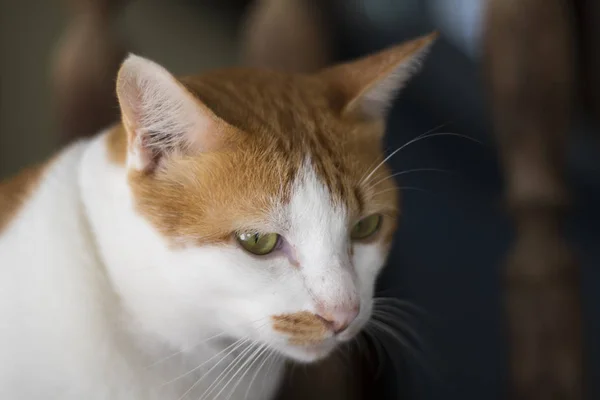 素敵な猫のイメージ。ペット動物. — ストック写真