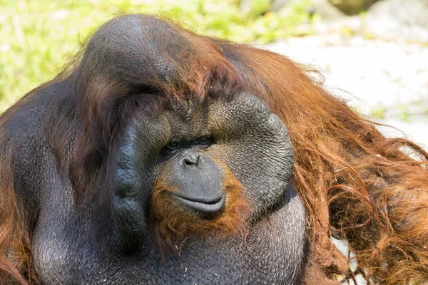 Büyük erkek orangutan turuncu maymun görüntüsü. Vahşi hayvanlar.