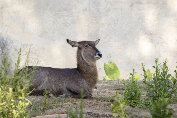 Imagem de um antílope relaxar no fundo da natureza. Animais selvagens . — Fotografia de Stock