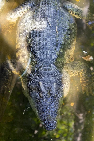 Bild eines Krokodils auf dem Wasser. Wildtiere. — Stockfoto