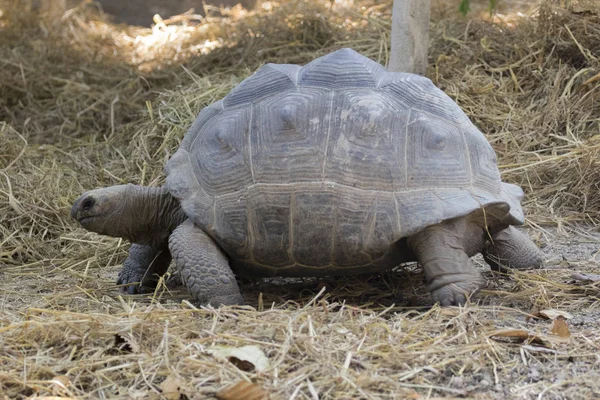 Bild einer Schildkröte auf dem Boden. Wildtiere. (Geochelon sulca — Stockfoto