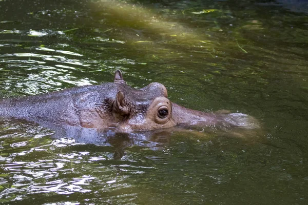 Bild eines Flusspferdes auf dem Wasser. Wildtiere. — Stockfoto
