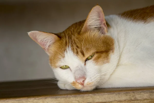 Bilden av en härlig katt. Sällskapsdjuret. — Stockfoto