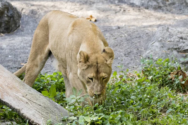 Imagem de um leão fêmea no fundo da natureza. Animais selvagens . — Fotografia de Stock