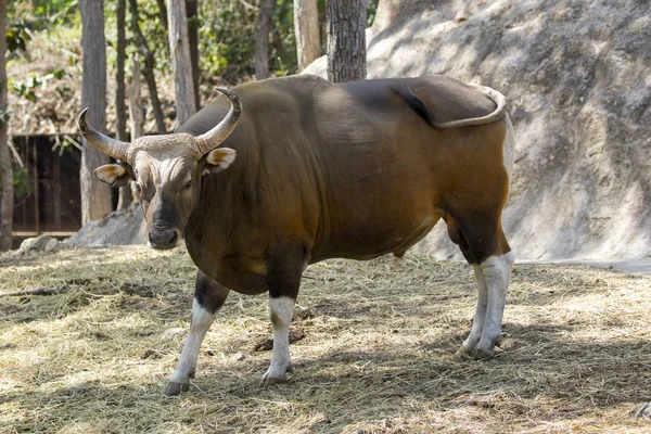 Imagen de un macho toro rojo sobre fondo natural. animales salvajes . — Foto de Stock