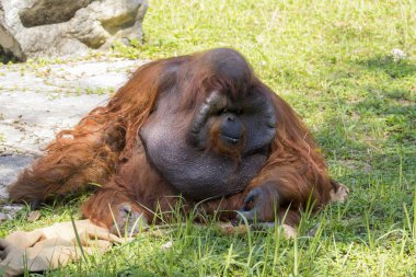Büyük erkek orangutan turuncu maymun çimenlerin üzerinde görüntü. Vahşi A