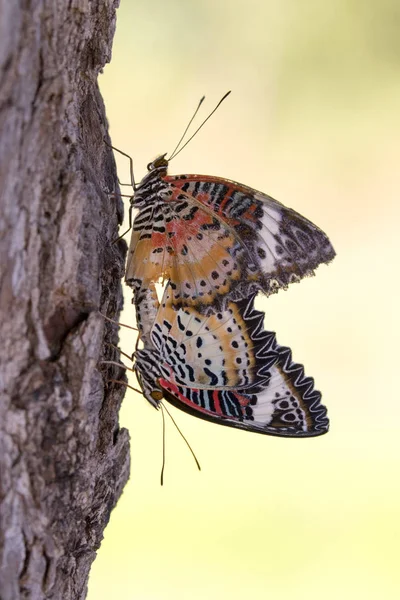 Imagen de dos mariposas sobre fondo natural. Animales de insectos . — Foto de Stock