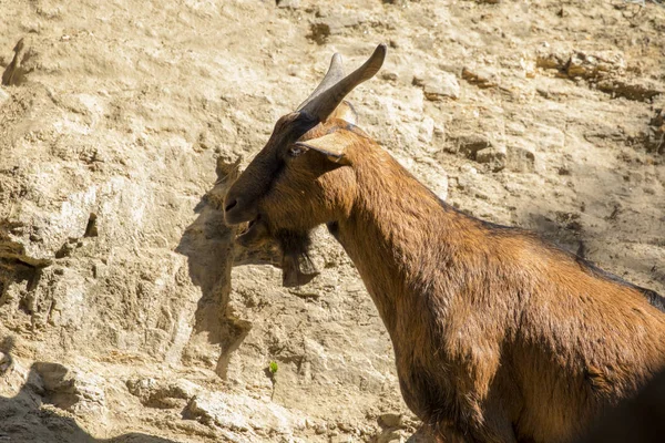 Doğa arka plan üzerinde kahverengi bir keçi görüntüsü. Çiftlik hayvanları.