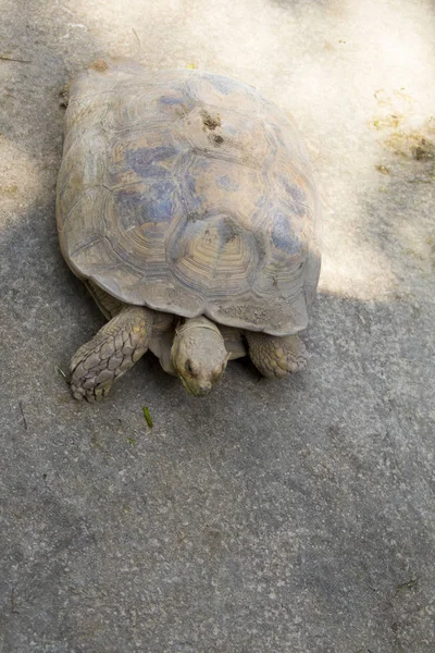 Imagem de uma tartaruga no chão. (Geochelone sulcata) Réptil . — Fotografia de Stock