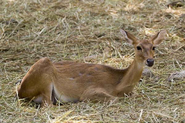 Imagen de un ciervo relajarse en el fondo de la naturaleza. animales salvajes . — Foto de Stock