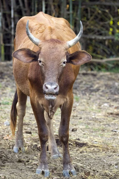 Görüntü doğa arka plan üzerinde kahverengi inek. Çiftlik Animam. — Stok fotoğraf