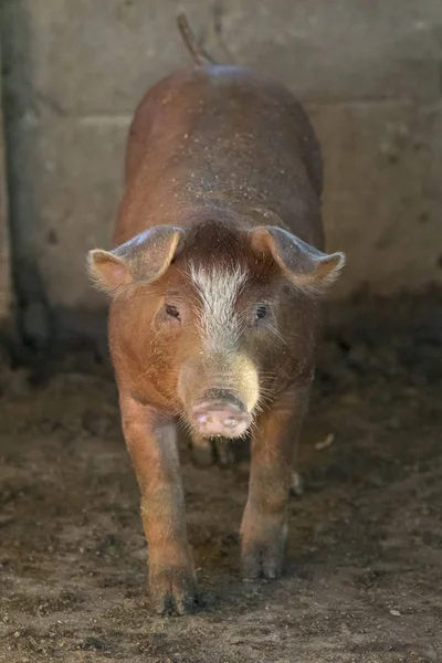 Image of small pig in the farm. Farm Animam. — Stock Photo, Image