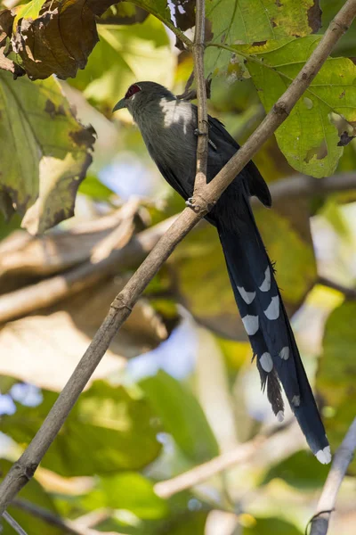 Image of bird perched on a tree branch. (Green-billed Malkoha, P — Stock Photo, Image