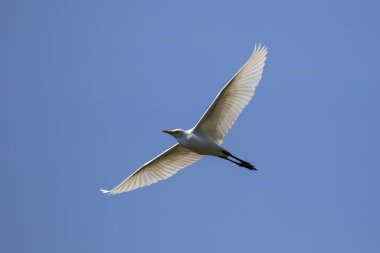 Image of egret flying in the sky. Heron. Wild Animals. clipart
