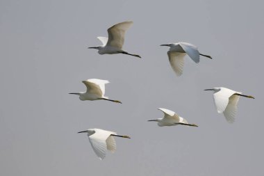 Gökyüzünde uçan flock ak balıkçıl görüntüsü. Heron. Vahşi hayvanlar.