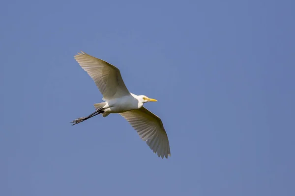 Bild av egret flyger i himlen. Heron. Vilda djur. — Stockfoto