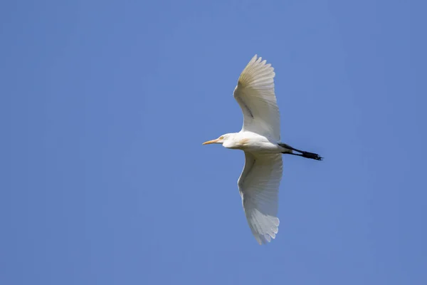 Gökyüzünde uçan ak balıkçıl görüntüsü. Heron. Vahşi hayvanlar. — Stok fotoğraf