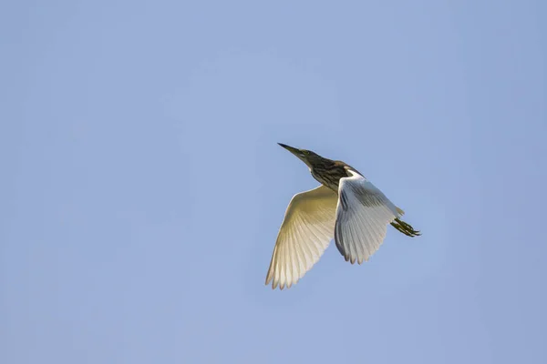 Gökyüzünde uçan ak balıkçıl görüntüsü. Heron. Vahşi hayvanlar. — Stok fotoğraf