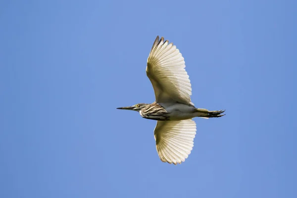 Obraz z egret latające na niebie. Czapla. Dzikie zwierzęta. — Zdjęcie stockowe
