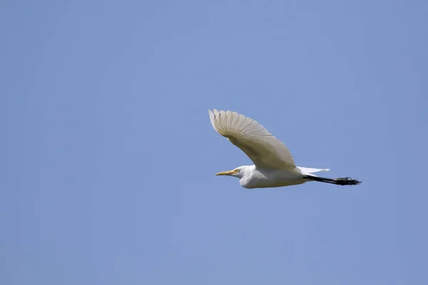 Imagen de garza volando en el cielo. Garza. Animales salvajes . — Foto de Stock