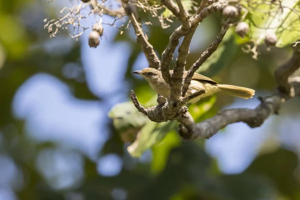 Bild des Vogels auf dem Ast. (Streifenohrbulbul; pycnonotus bl — Stockfoto