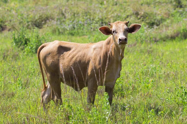 Imagen de vaca marrón sobre fondo natural. Granja Animam . — Foto de Stock