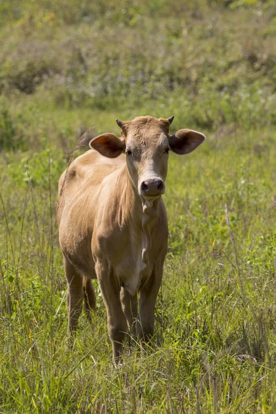 Image of brown cow on nature background. Farm Animam. — Stock Photo, Image
