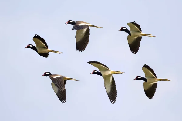 Gökyüzünde uçan akın kuş görüntüsü. Vahşi hayvanlar. (Kırmızı-wattle — Stok fotoğraf