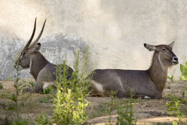 Imagen de un antílope relajarse en el fondo de la naturaleza. Animales salvajes . — Foto de Stock