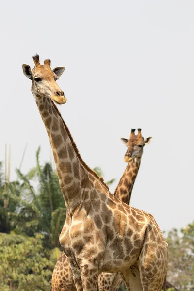 Bilden av en giraff på natur bakgrund. Vilda djur. — Stockfoto
