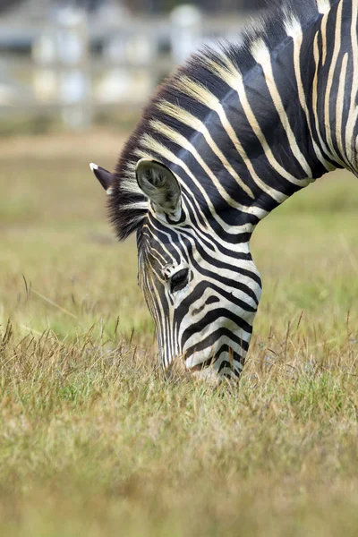 Imagem de uma zebra comendo grama no fundo da natureza. Animais selvagens — Fotografia de Stock