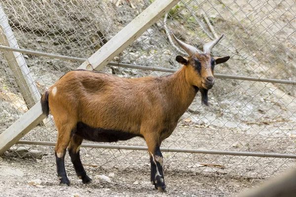 Imagen de una cabra marrón sobre fondo natural. Animales de granja . —  Fotos de Stock